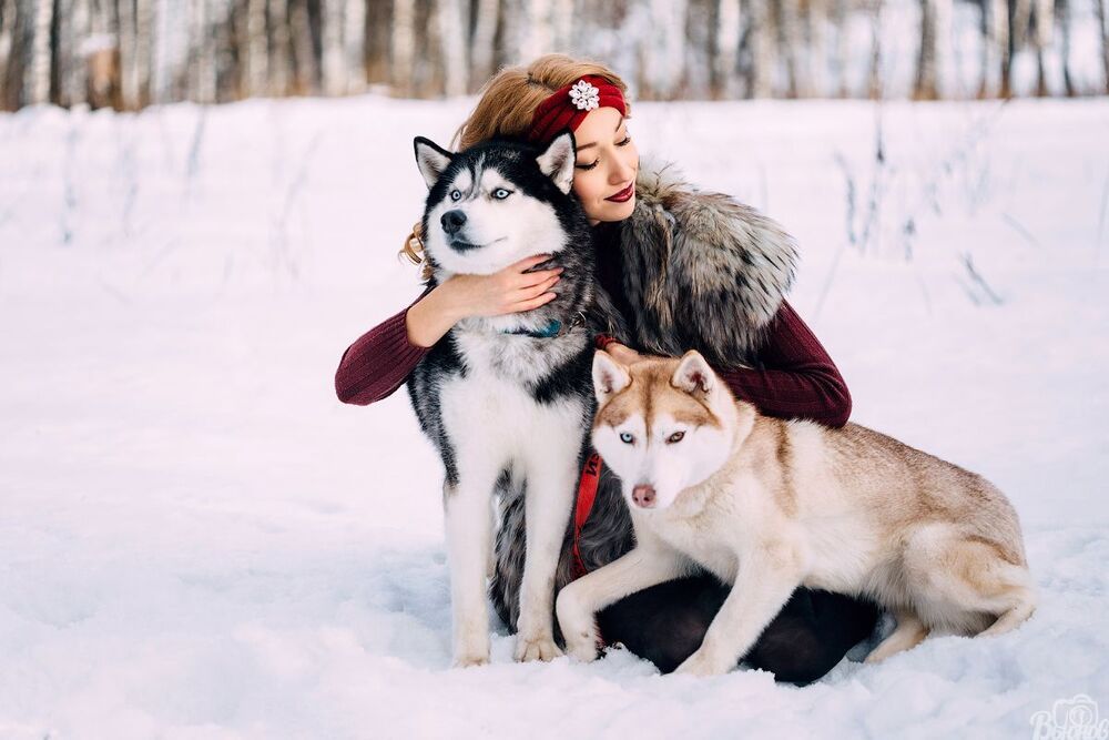 В гостях у Хаски.