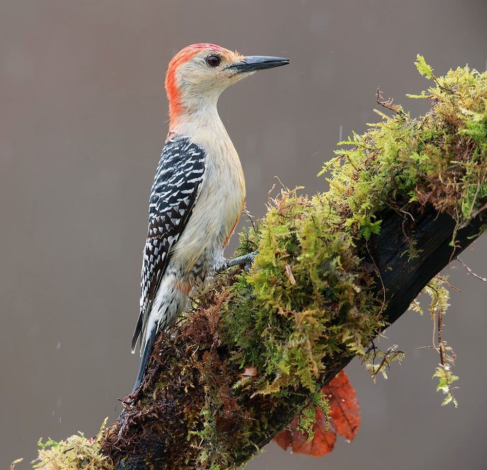 Дятел- Каролинский меланерпес - Red-bellied Woodpecker