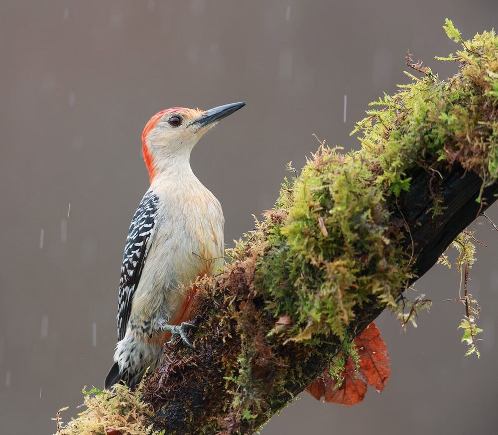 Дятел- Каролинский меланерпес - Red-bellied Woodpecker