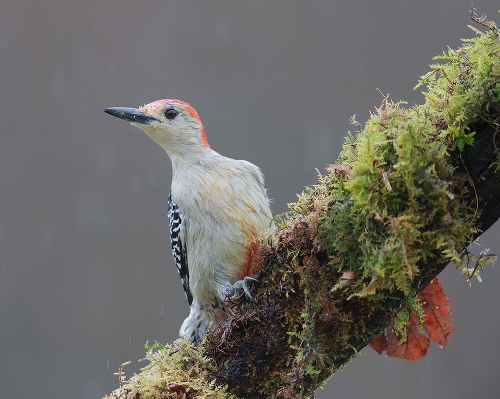 Дятел- Каролинский меланерпес - Red-bellied Woodpecker