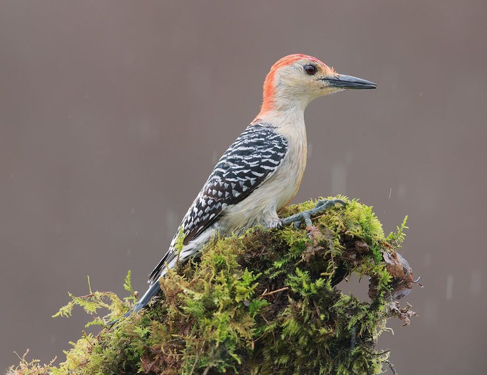 Дятел- Каролинский меланерпес - Red-bellied Woodpecker