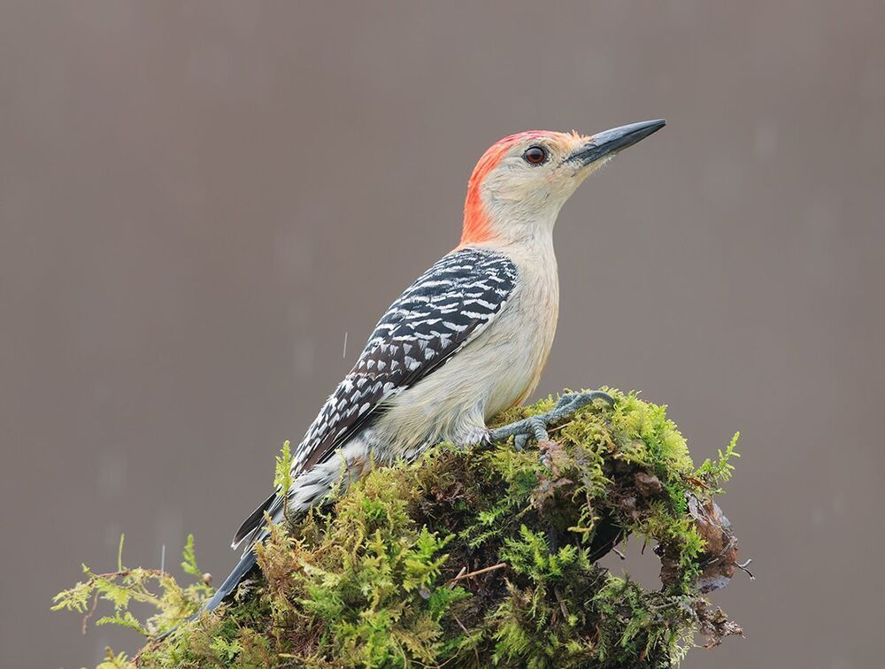 Дятел- Каролинский меланерпес - Red-bellied Woodpecker