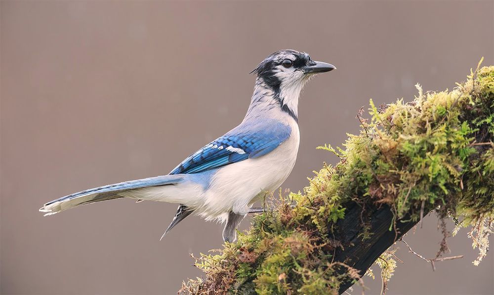 Голубая сойка (Blue Jay) - очень красивая птица с длинным ярко-синим хвостом.
Характерным признаком является голубая спинка, короткий синий гребешок, чёрное ожерелье, сине-чёрно-белый узор на крыльях и чёрно-белый полосатый хвост.
Клюв крепкий, благодаря чему сойки с легкостью раскалывают семена с твердой скорлупой.