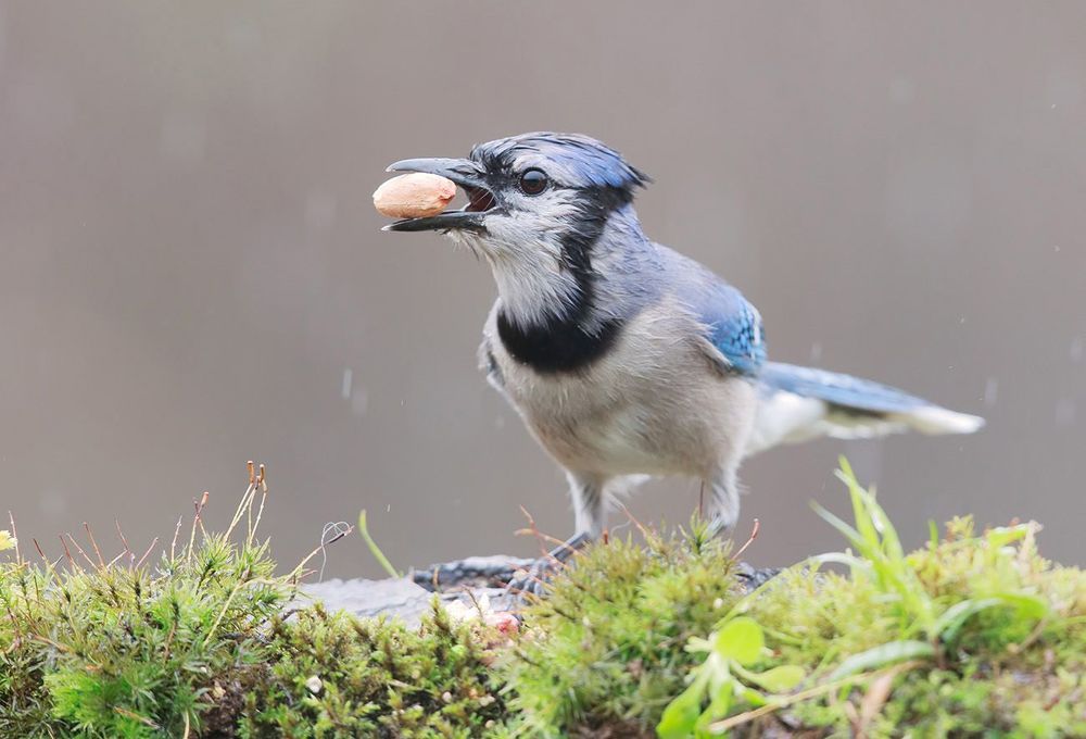 Голубая сойка - Blue Jay