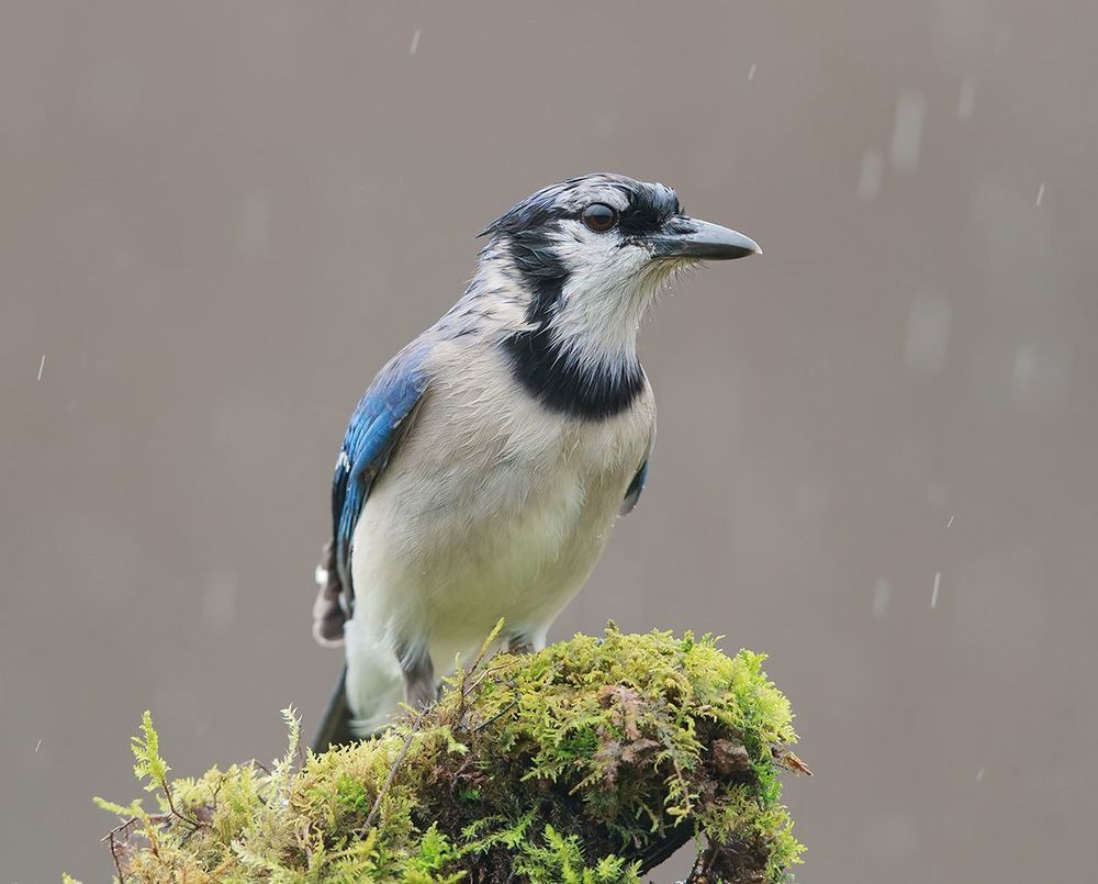 Голубая сойка - Blue Jay
