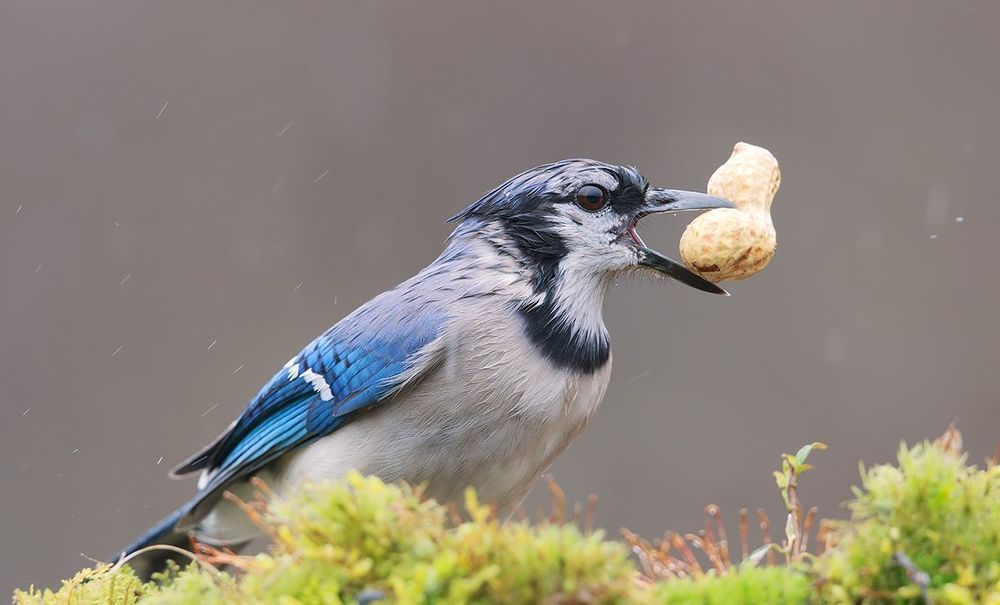 Голубая сойка - Blue Jay