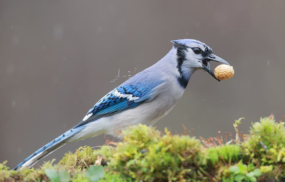 Голубая сойка - Blue Jay