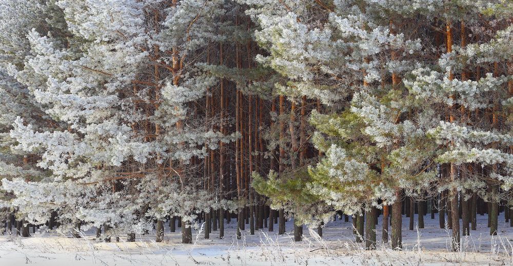Сизово. Фрагменты морозного утра