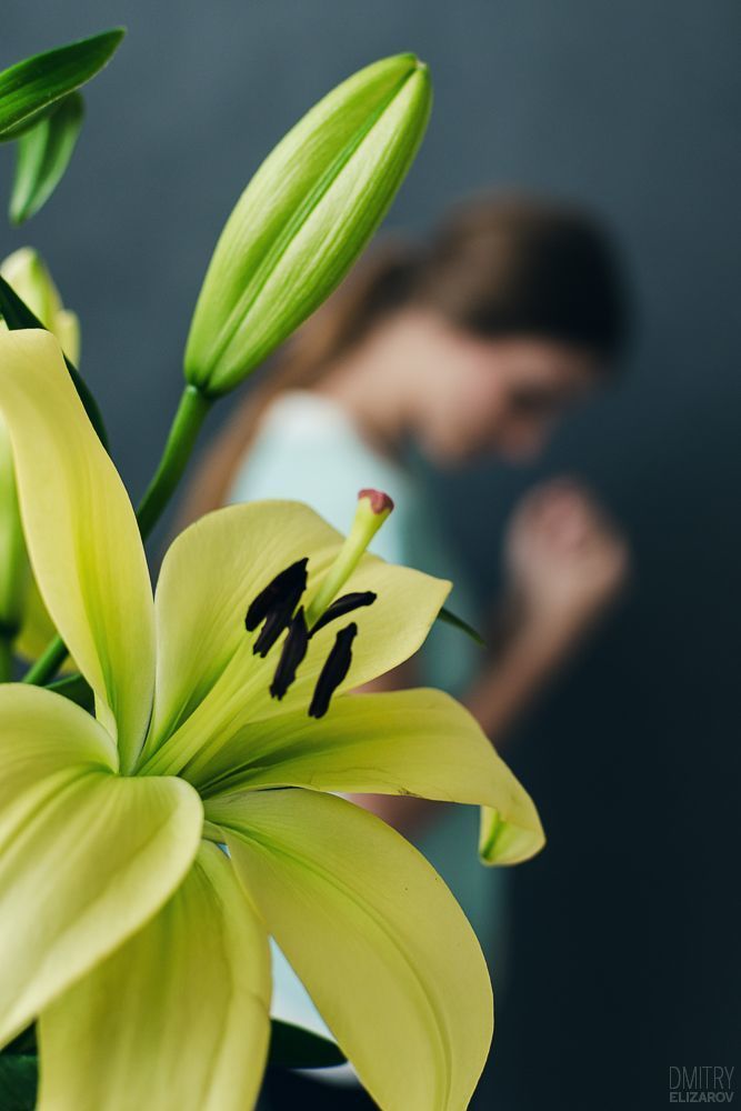 Flower Series: Lily