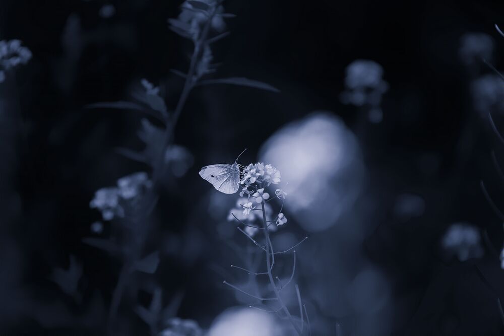 Photo 879507