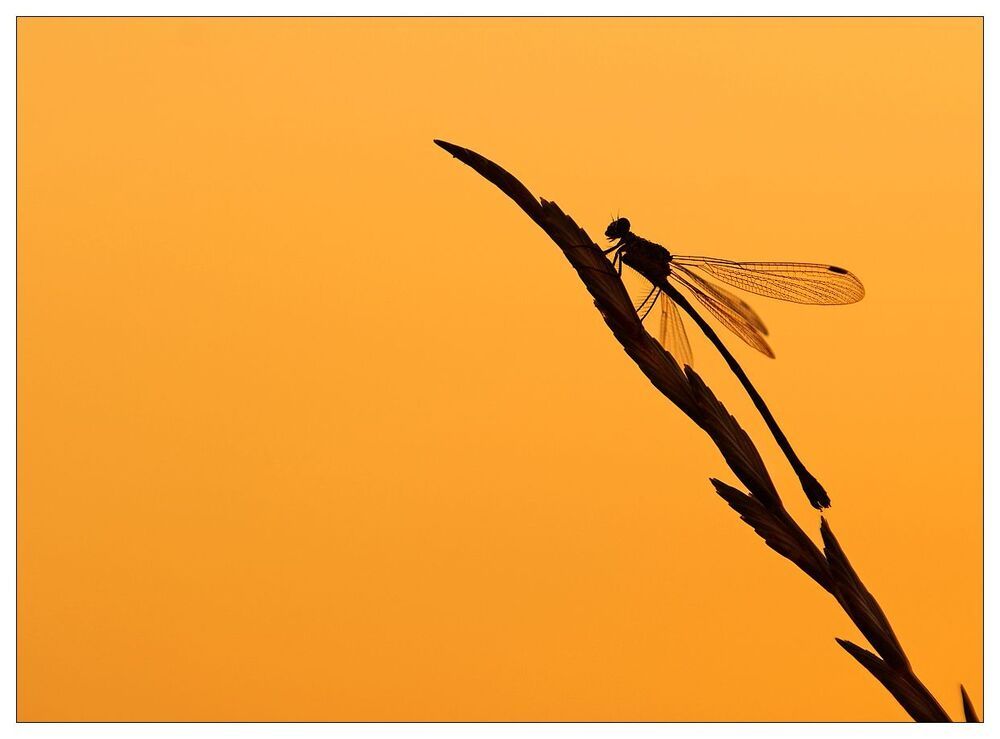 Evening insects and a snail on the slope of Fuji