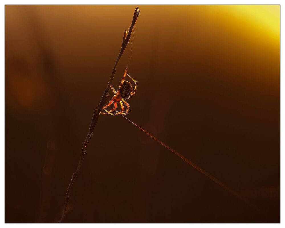Evening insects and a snail on the slope of Fuji
