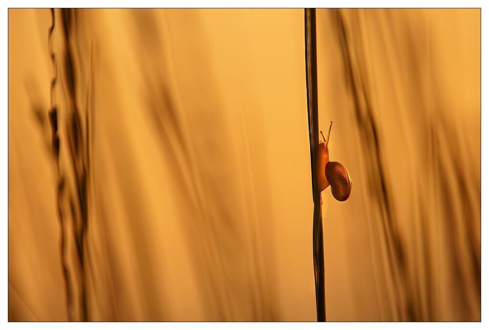 Evening insects and a snail on the slope of Fuji