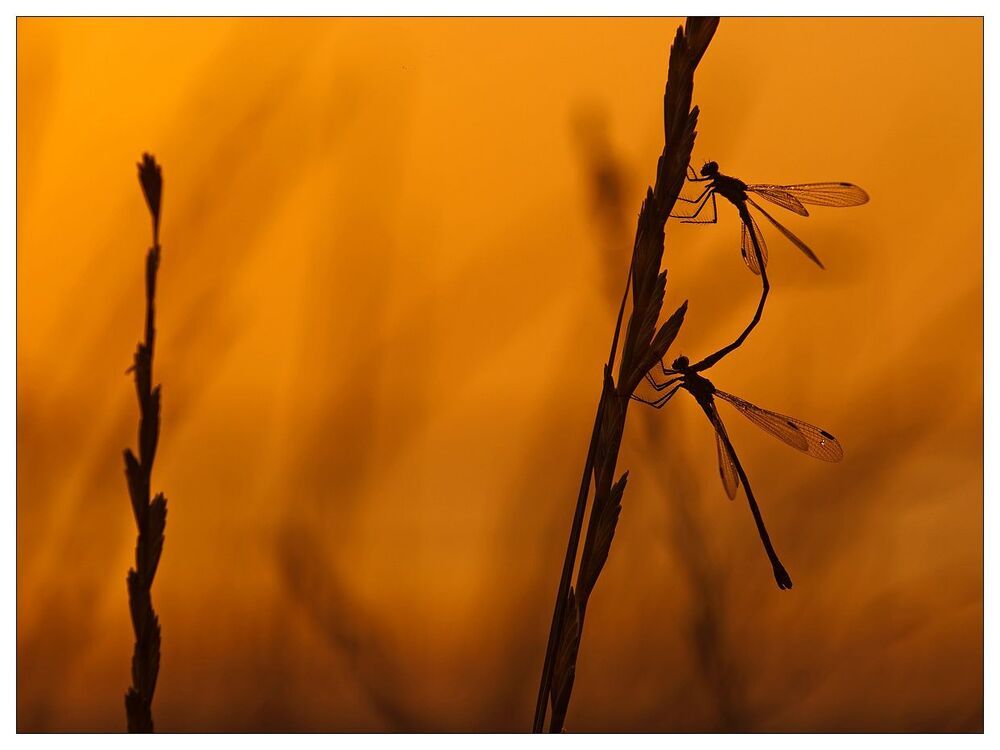 Evening insects and a snail on the slope of Fuji
