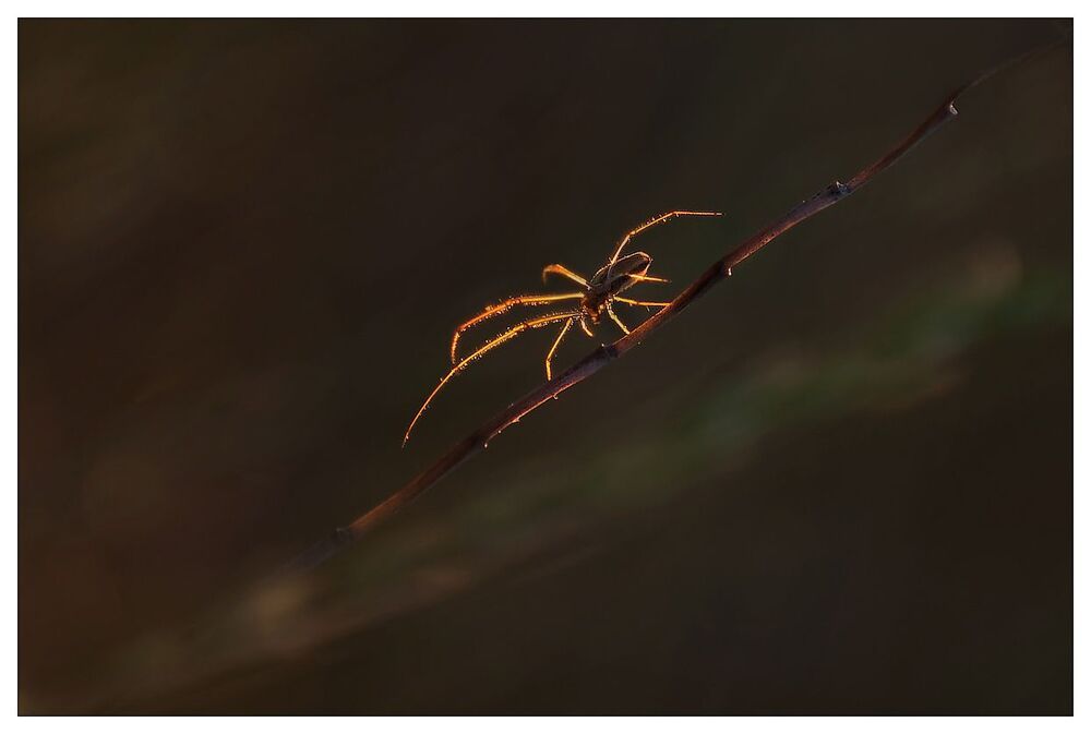 Evening insects and a snail on the slope of Fuji