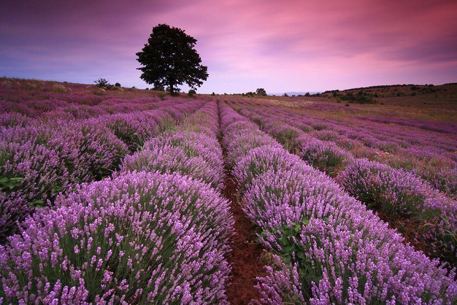 Lavender Season | Сезон Лаванды