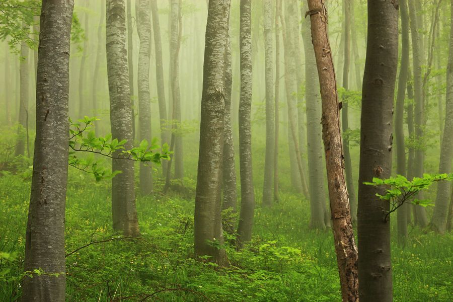 Green Mist | Зеленый Туман