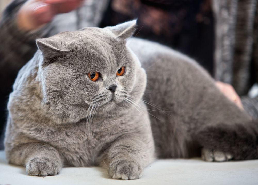 Кот британский