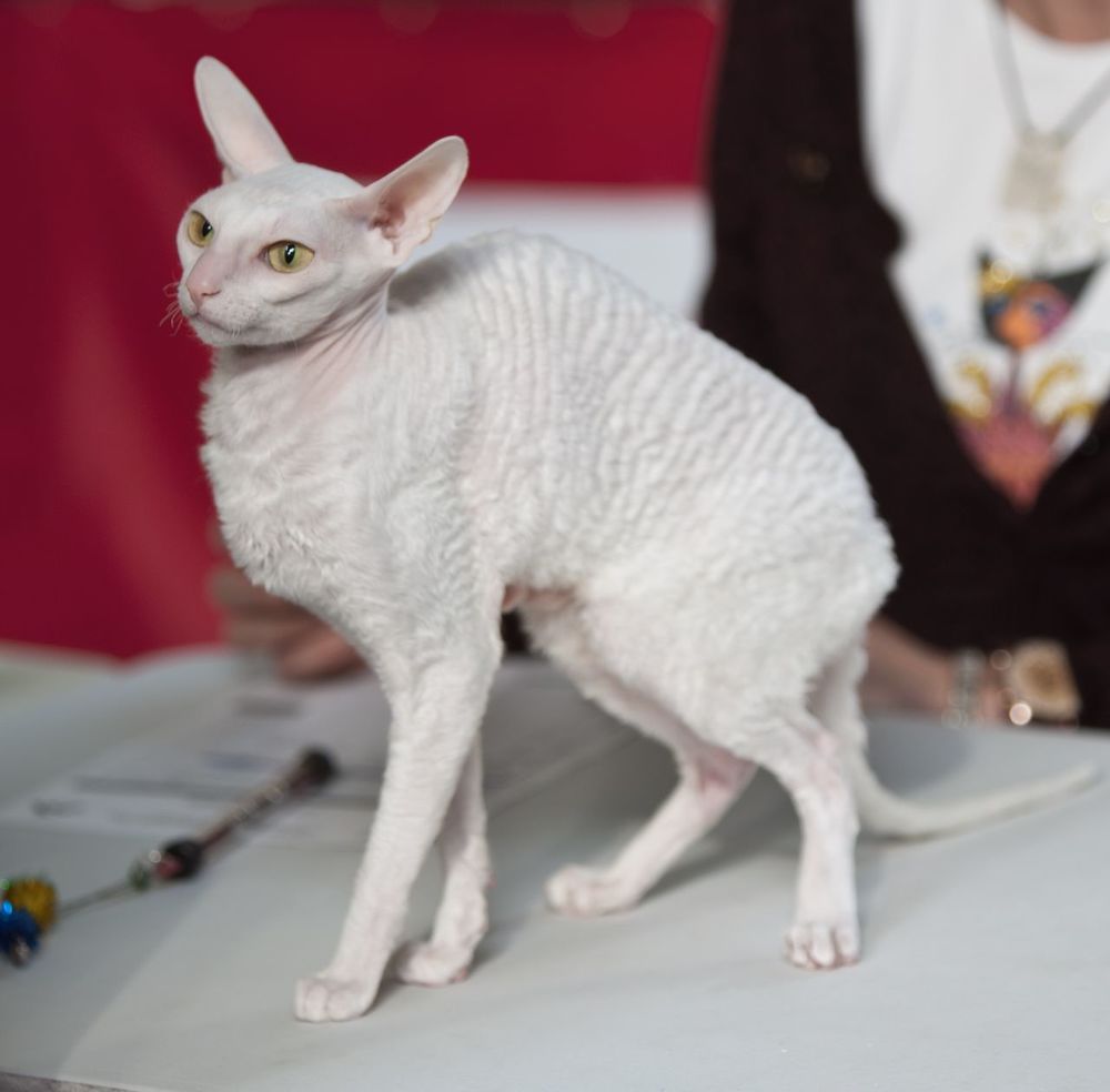 Корниш-рекс, кошка-балерина