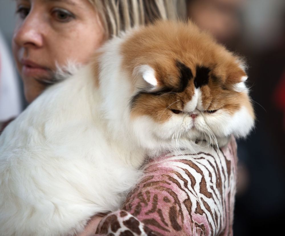 Кошка персидская
