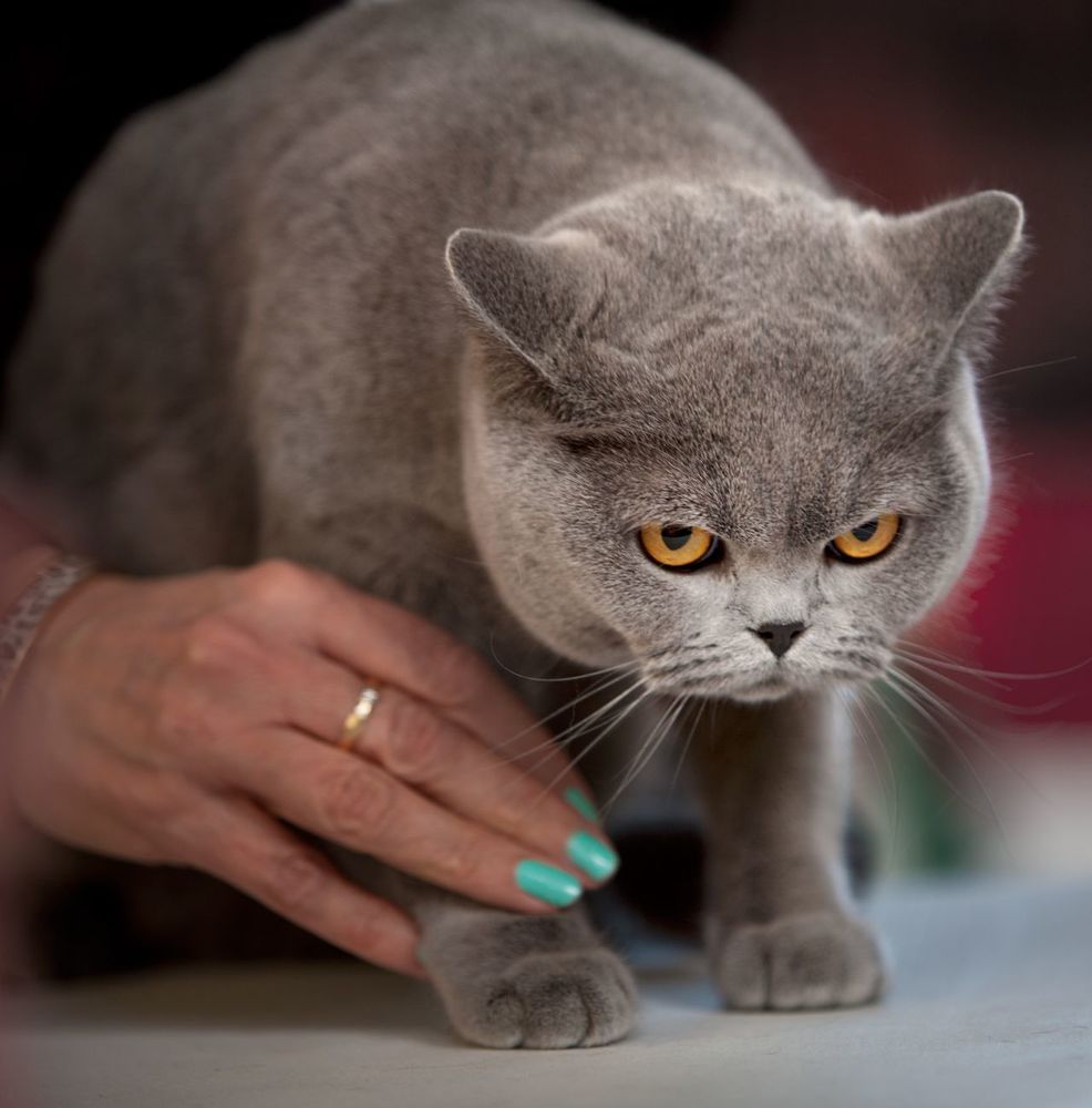 Британская кошка, одна из моих моделей