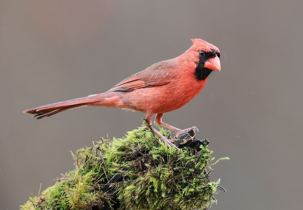 Красный кардинал (cамец) - Northern Cardinal (male)