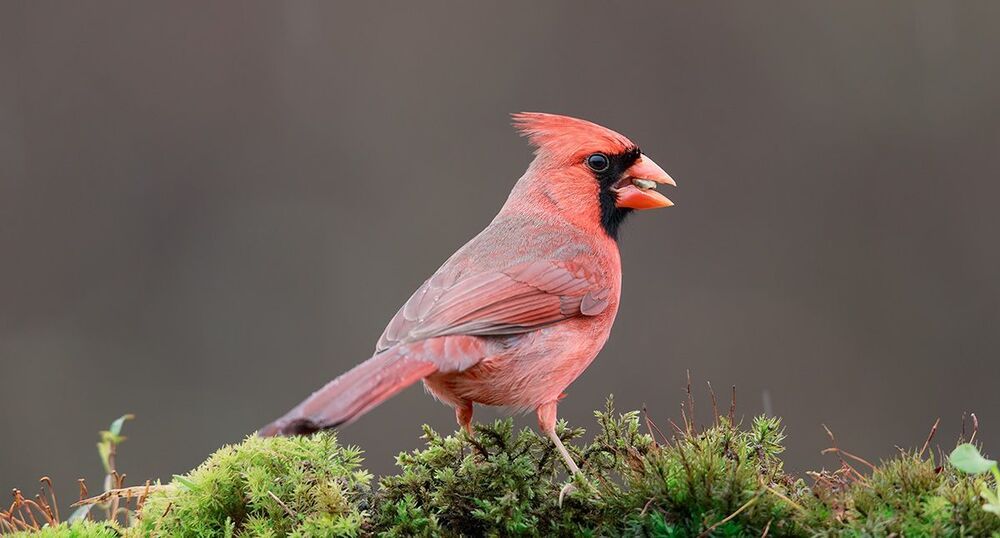 Красный кардинал (cамец) - Northern Cardinal (male)