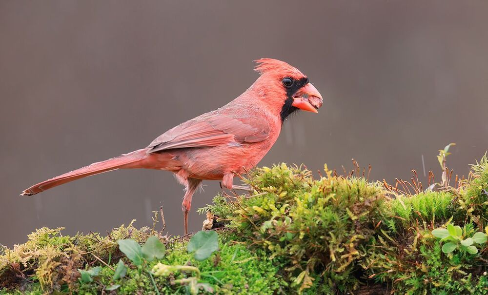 Красный кардинал (cамец) - Northern Cardinal (male)