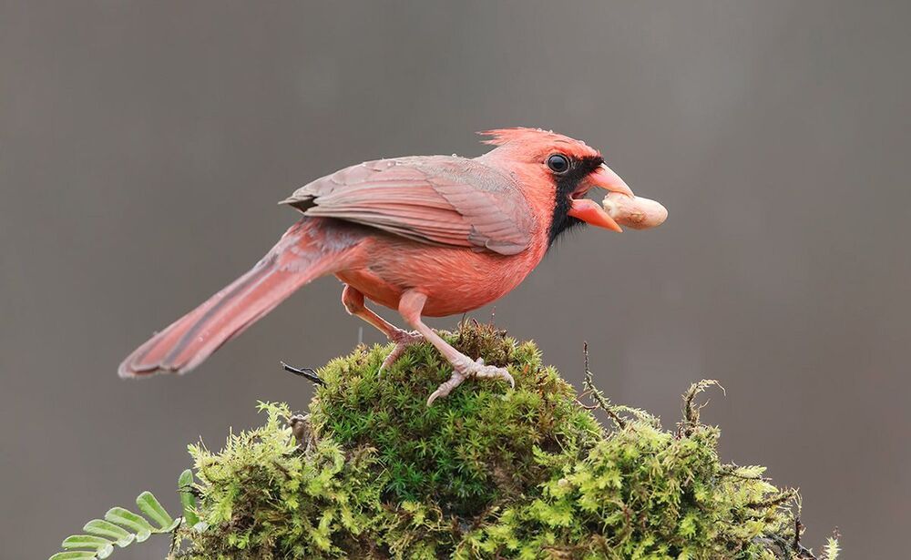 Красный кардинал (cамец) - Northern Cardinal (male)