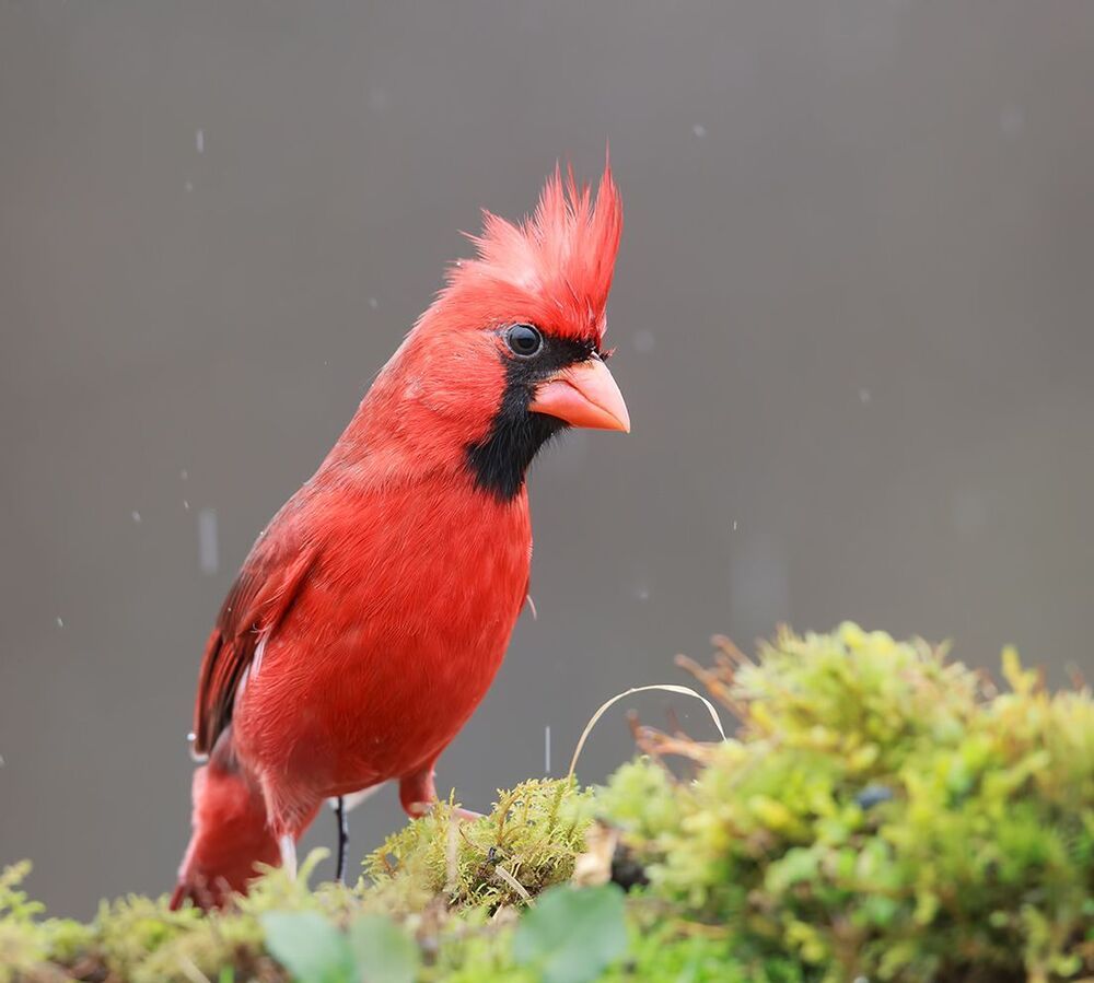 Красный кардинал (cамец) - Northern Cardinal (male)