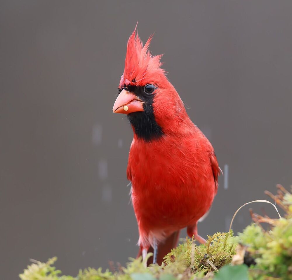 Красный кардинал (cамец) - Northern Cardinal (male)