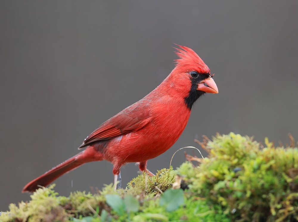 Красный кардинал (cамец) - Northern Cardinal (male)