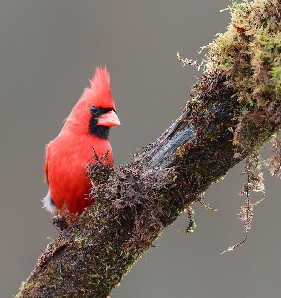 Красный кардинал (cамец) - Northern Cardinal (male)