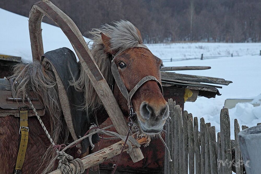 Деревенское такси