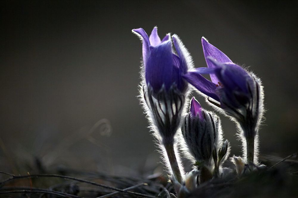 Photo 880898