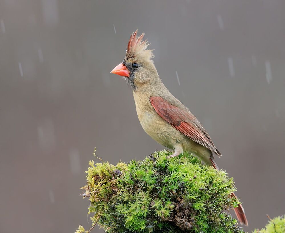 Красный кардинал (cамка) - Northern Cardinal (female)