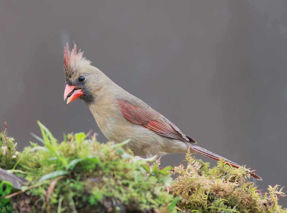 Красный кардинал (cамка) - Northern Cardinal (female)