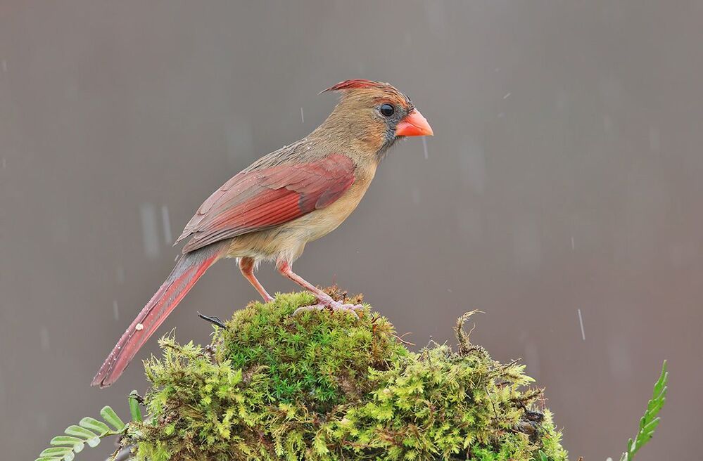 Красный кардинал (cамка) - Northern Cardinal (female)