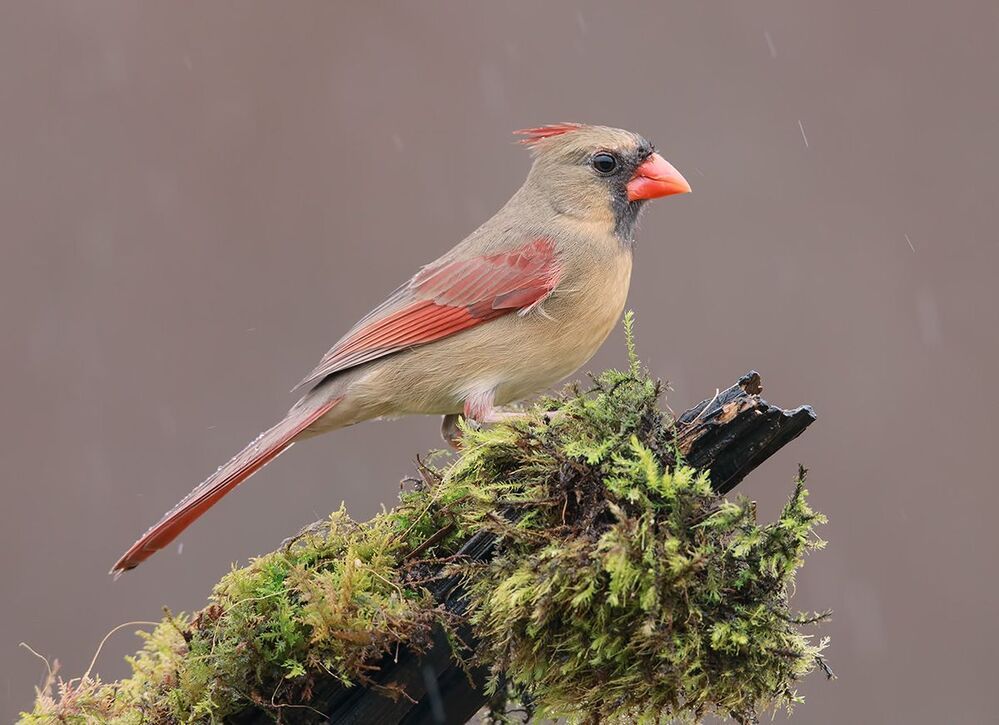 Красный кардинал (cамка) - Northern Cardinal (female)