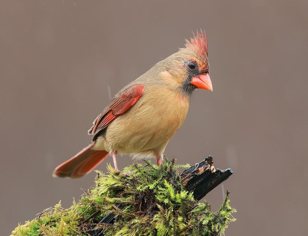 Красный кардинал (cамка) - Northern Cardinal (female)