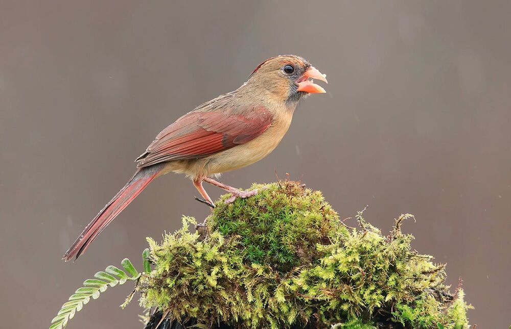 Красный кардинал (cамка) - Northern Cardinal (female)