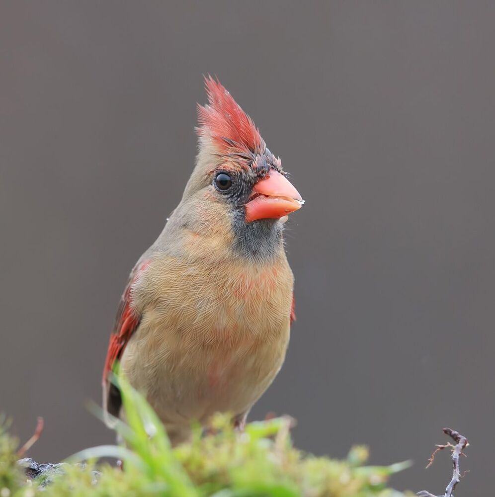 Красный кардинал (cамка) - Northern Cardinal (female)