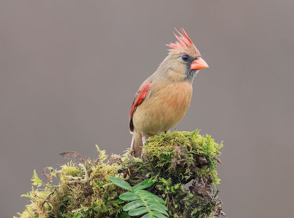 Красный кардинал (cамка) - Northern Cardinal (female)
