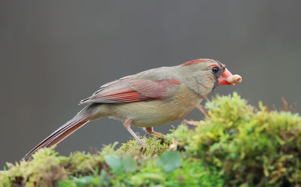Красный кардинал (cамка) - Northern Cardinal (female)