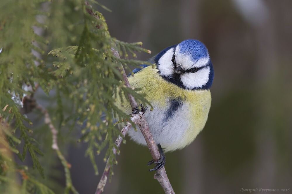 Лазоревка