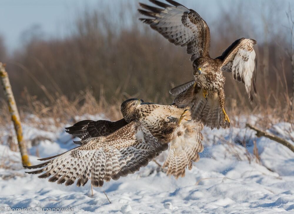 Starcia (Fights)