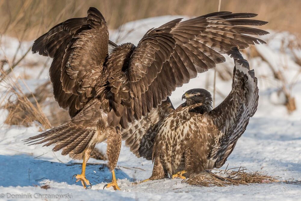 Starcia (Fights)