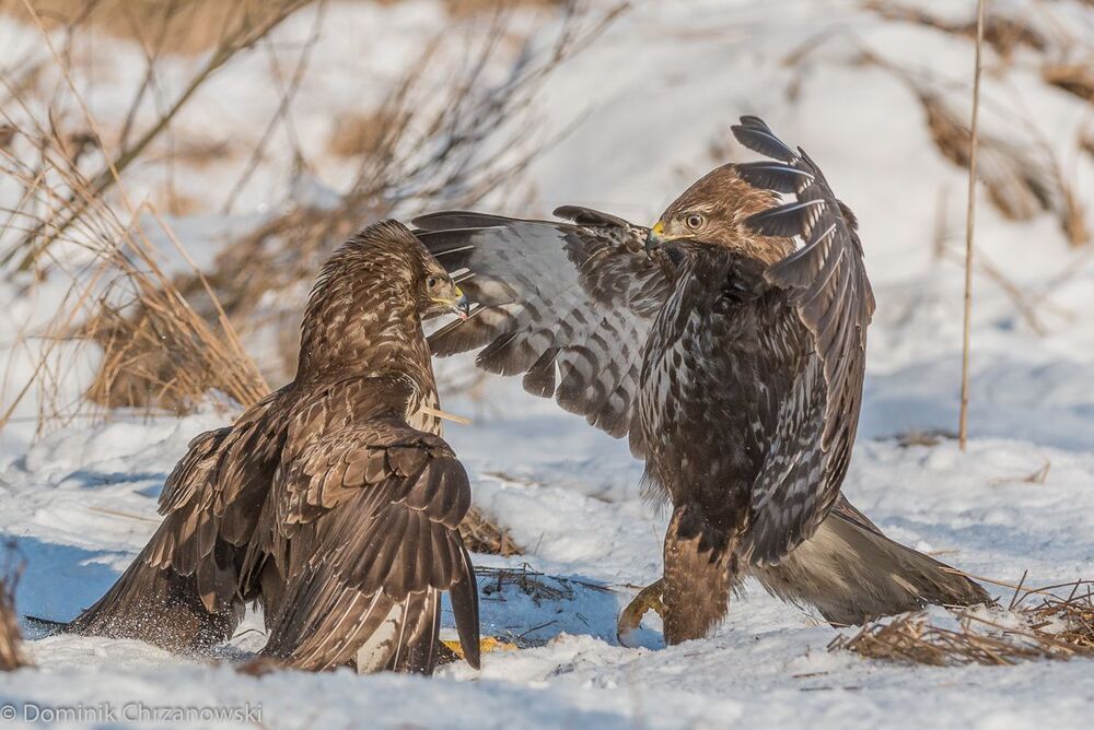 Starcia (Fights)