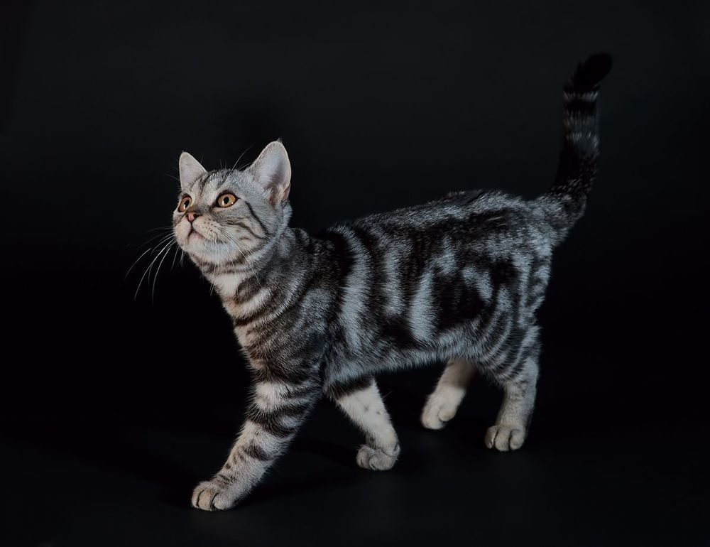 Маркиз. Американский короткошерстный кот  (American shorthair cat).