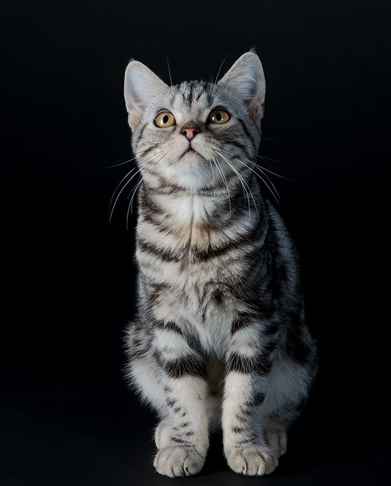 Маркиз. Американский короткошерстный кот  (American shorthair cat).